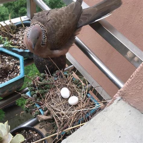 班鳩築巢風水|斑鳩在窗檯做窩啥兆頭？斑鳩進家有哪些風水寓意？